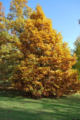 Quercus macranthera - dub velkokvětý - podzimní habitus